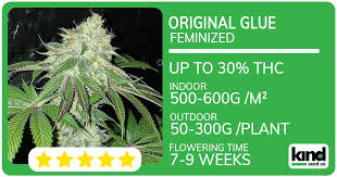 Exploring Cannabis Seeds Alabama From Legislation to Cultivation Exploring Cannabis Seeds Alabama From Legislation to Cultivation
